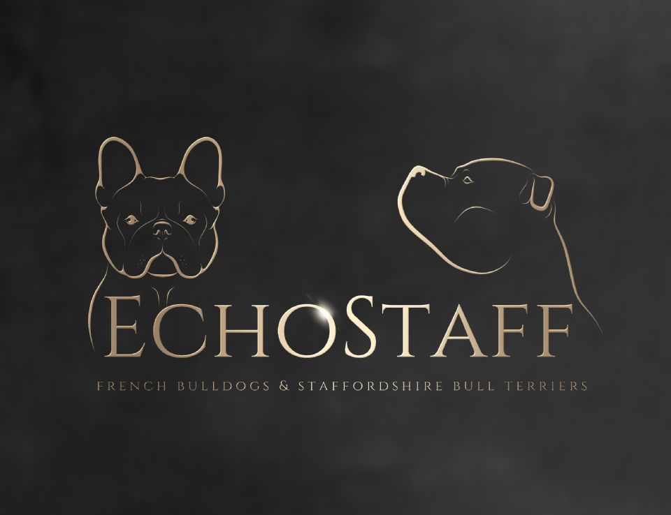 Echostaff Staffordshire Bull Terriers & French Bulldogs
